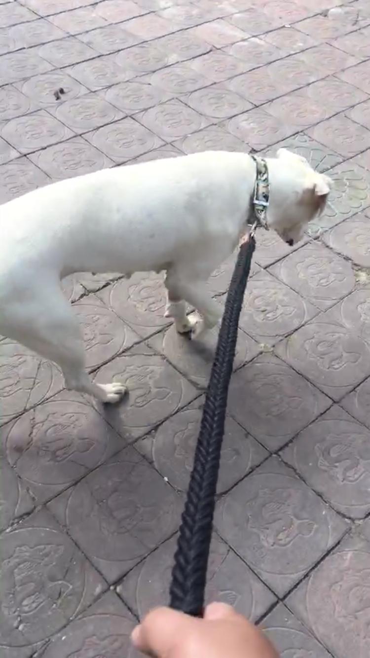 救助流浪杜高犬,被遗弃的子宫脱垂的狗