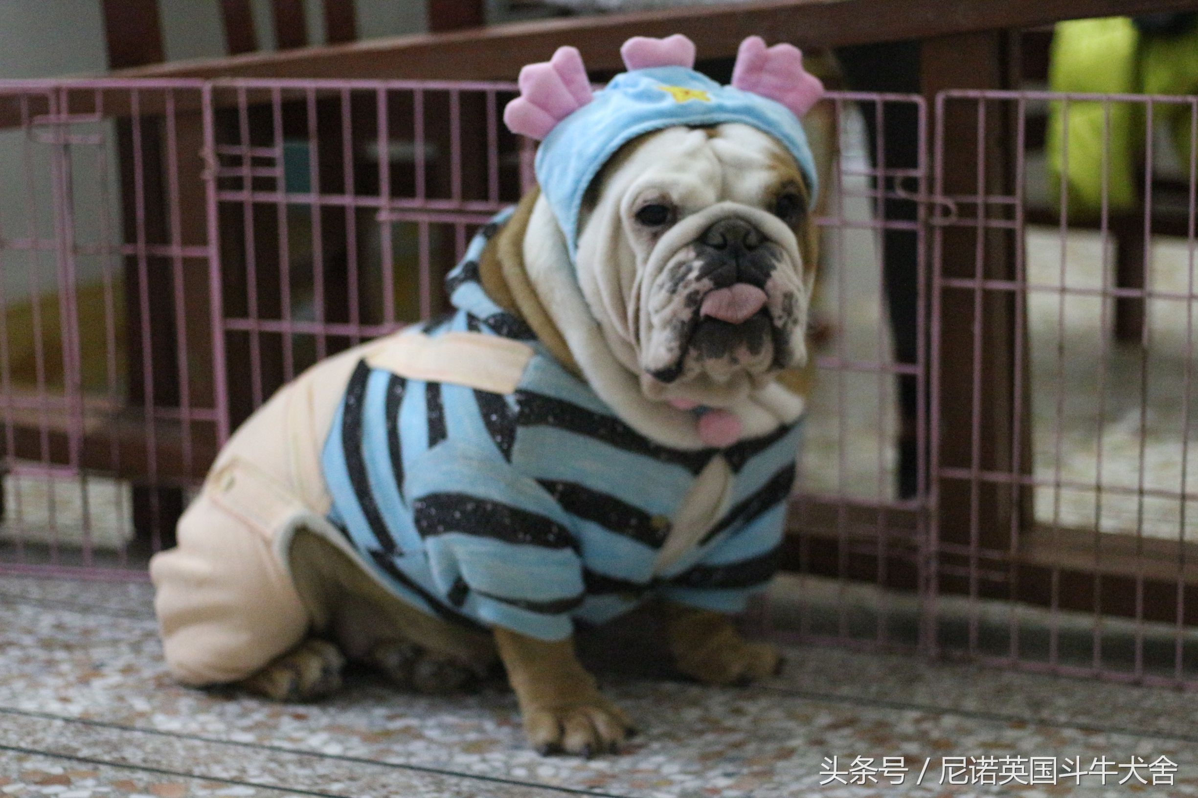 买英国斗牛犬被骗,买英国斗牛士