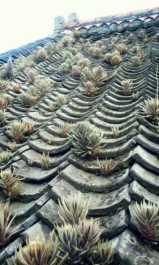 农村瓦房顶上常见多肉 (房顶上都是多肉视频)