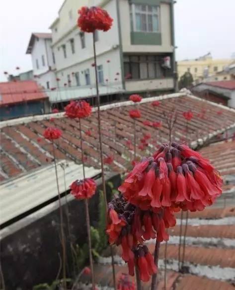 农村瓦房顶上常见多肉 (房顶上都是多肉视频)