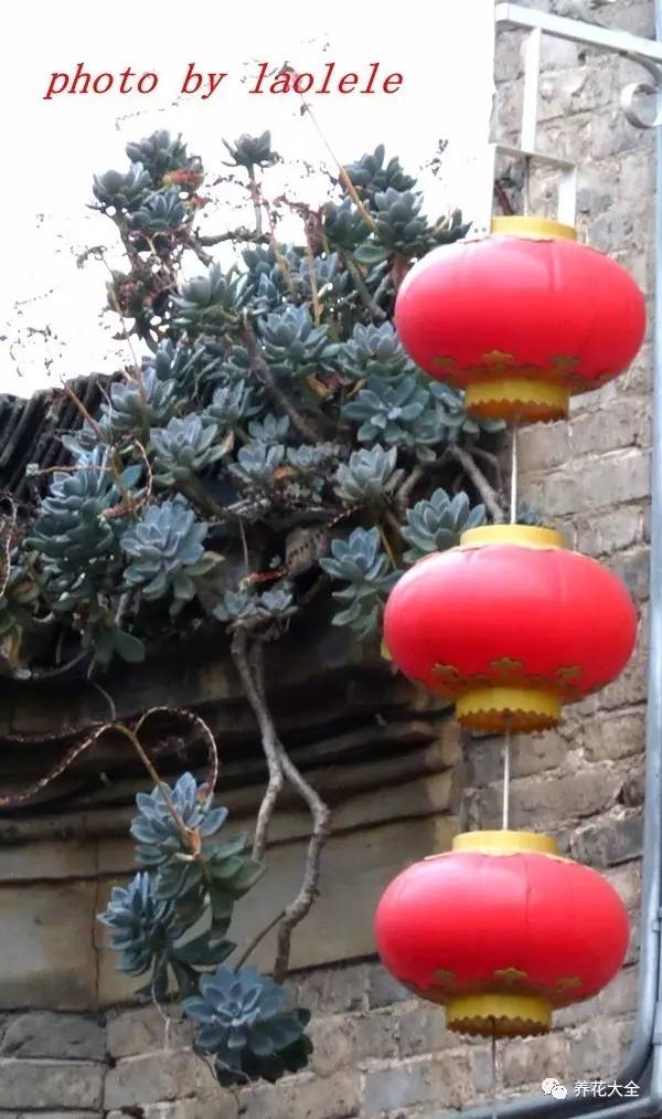 农村瓦房顶上常见多肉 (房顶上都是多肉视频)