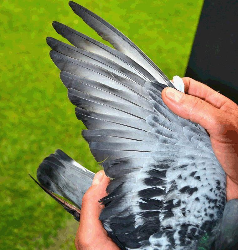 比利时信鸽国家赛,2020年比利时赛鸽国家赛实况