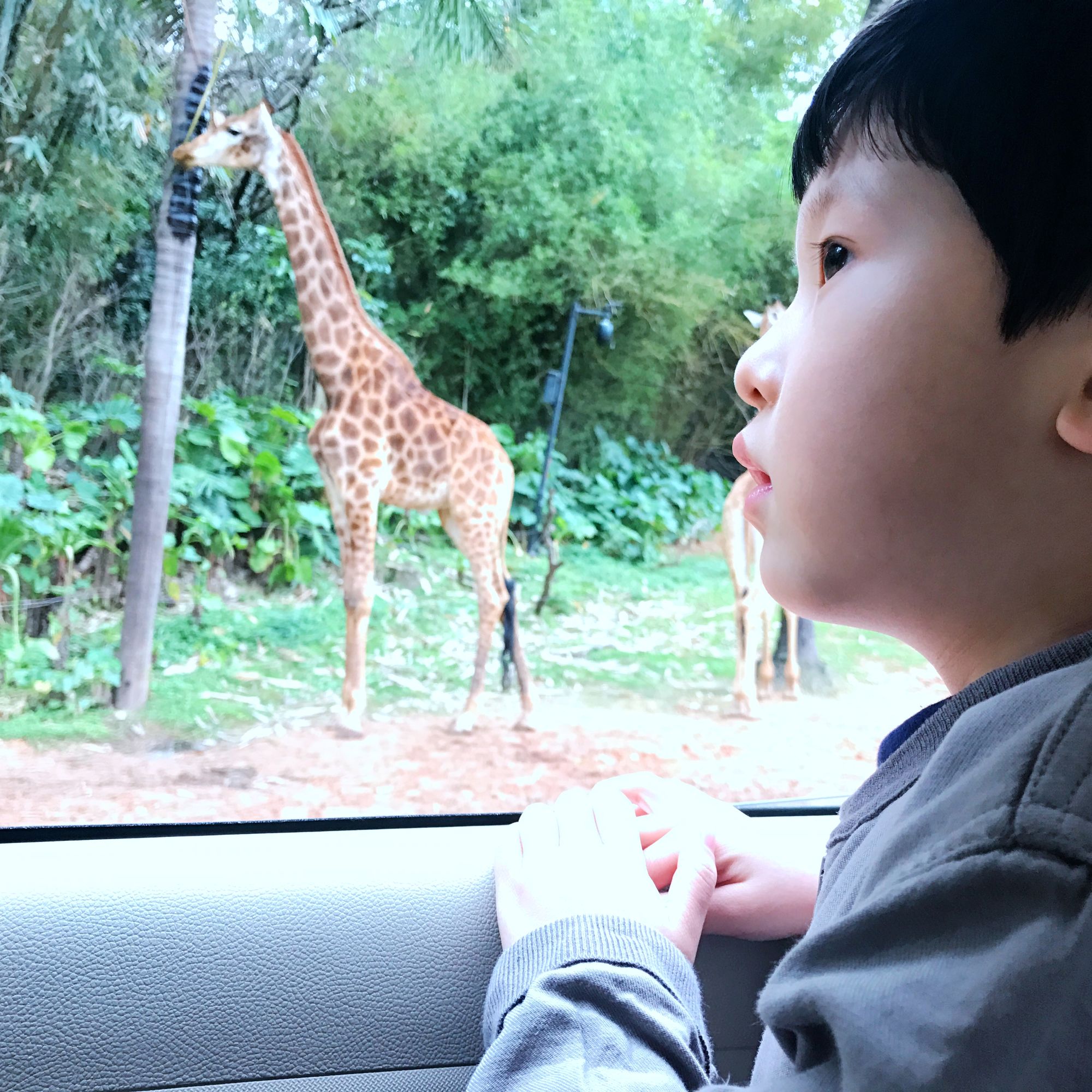长隆野生动物园观赏攻略,长隆野生动物园需要准备的东西