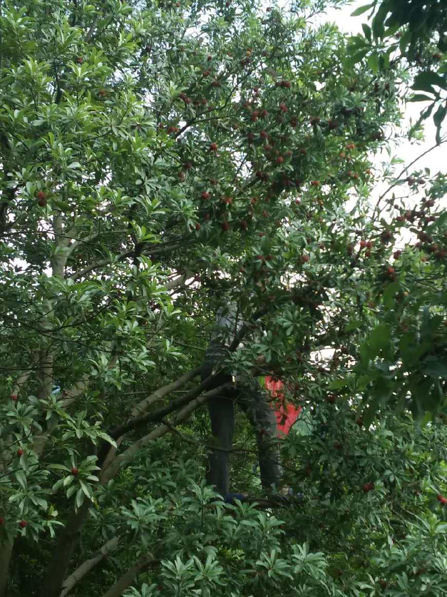 看到杨梅树会怎么样,杨梅里面有白色的虫子怎么回事