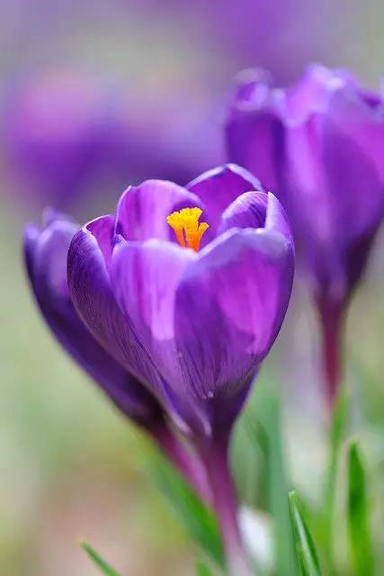 罕见的花红色,正宗藏红花西藏的藏红花