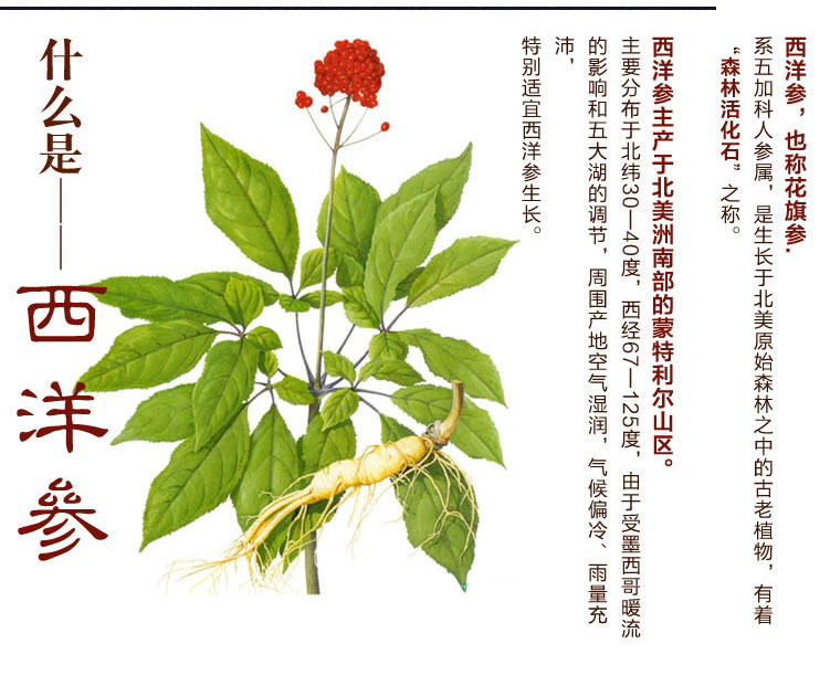 西洋参,人参,*党**参,太子参,沙参都是参,但作用差别就大了!