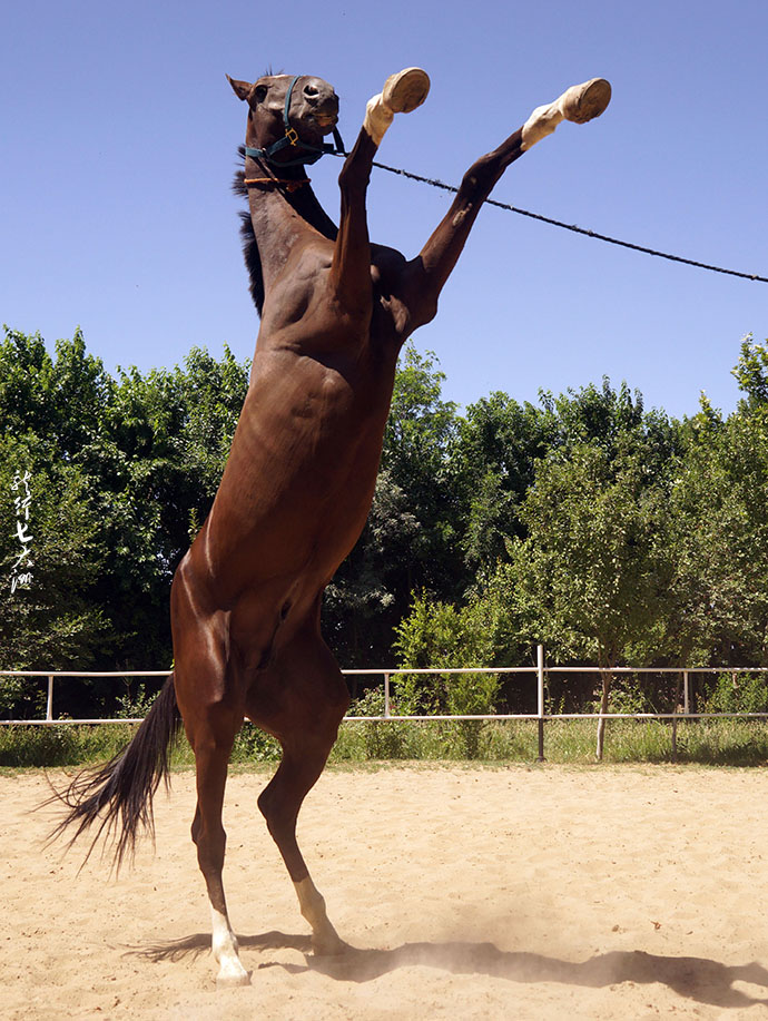 土库曼斯坦血统最纯的汗血宝马,土库曼斯坦最顶级汗血宝马