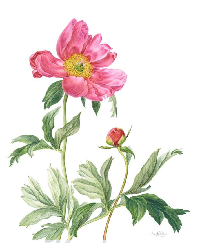 促排卵随时都可以促排吗,促排卵没成功要继续促排吗