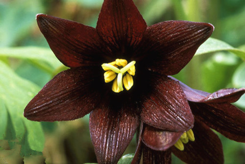 苗木宝,苗木宝贝