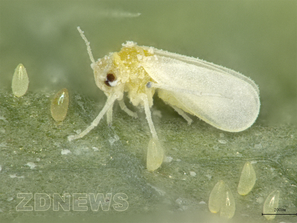 科学家破解新冠致死真相,科学家破解新冠病毒致死真相