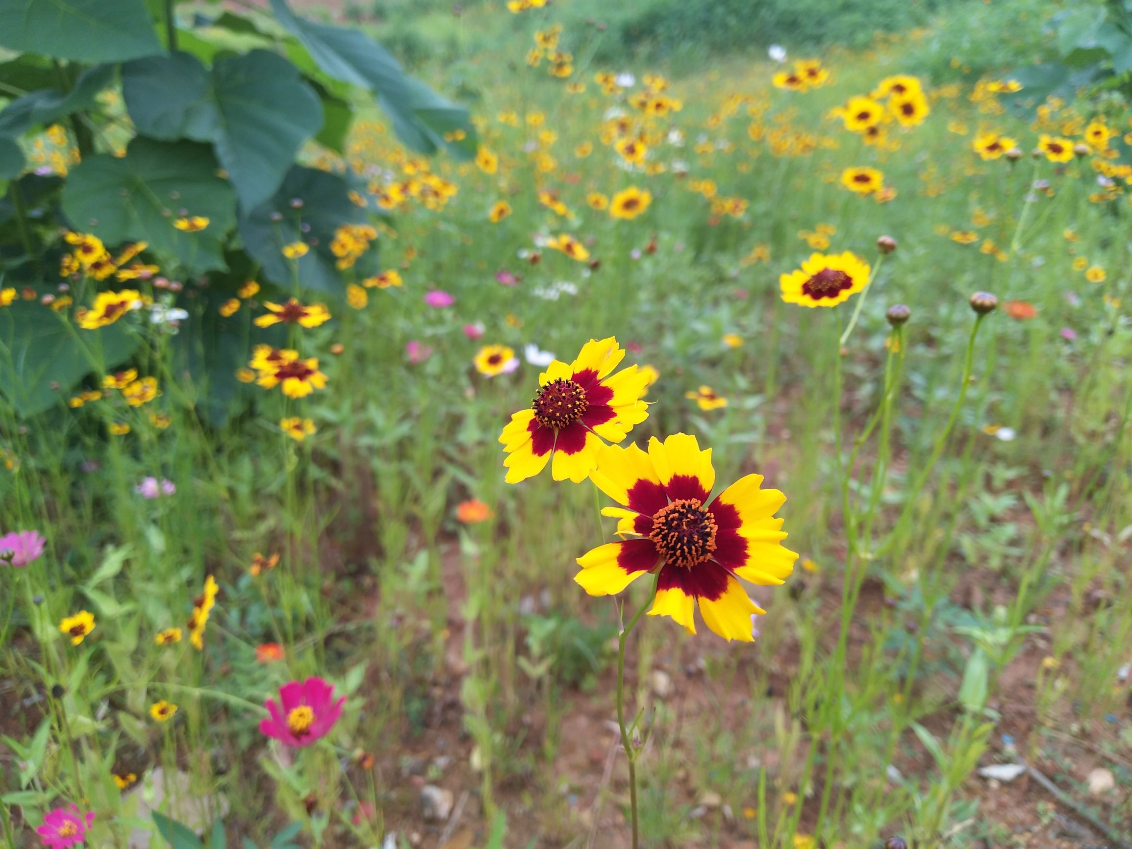 vivox9手机拍照效果图,拍照最好的手机vivox90系列