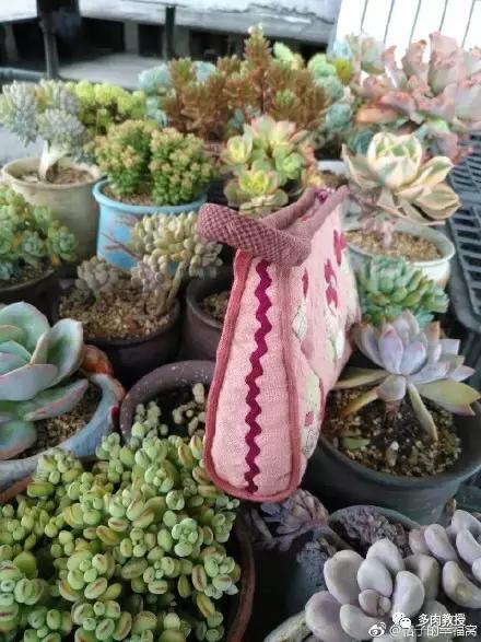 多肉的奇特之处,养的多肉长了蘑菇