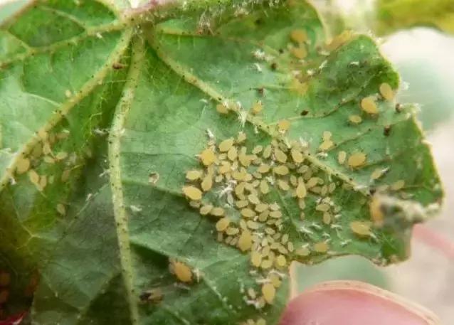 灭蚊药可以喷花卉么,灭蚊剂可以给花卉杀虫吗