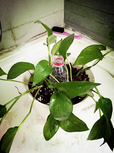 塑料瓶水培绿萝的正确方法,塑料瓶手工制作花瓶养绿萝
