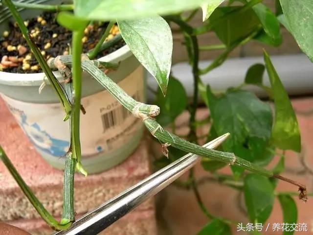 土培绿萝怎么养才能不黄叶茂盛,绿萝的养殖方法和注意事项土培