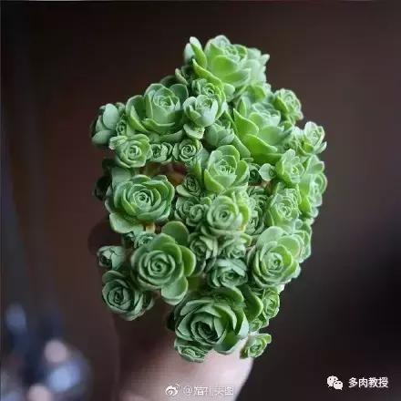 多肉的奇特之处,养的多肉长了蘑菇