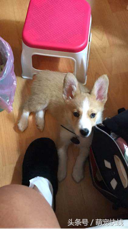 第一次买柯基怎么避坑,五千以上柯基