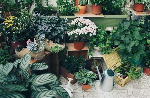 楚乔传朝代房间,楚乔传和琅琊榜哪个先出来