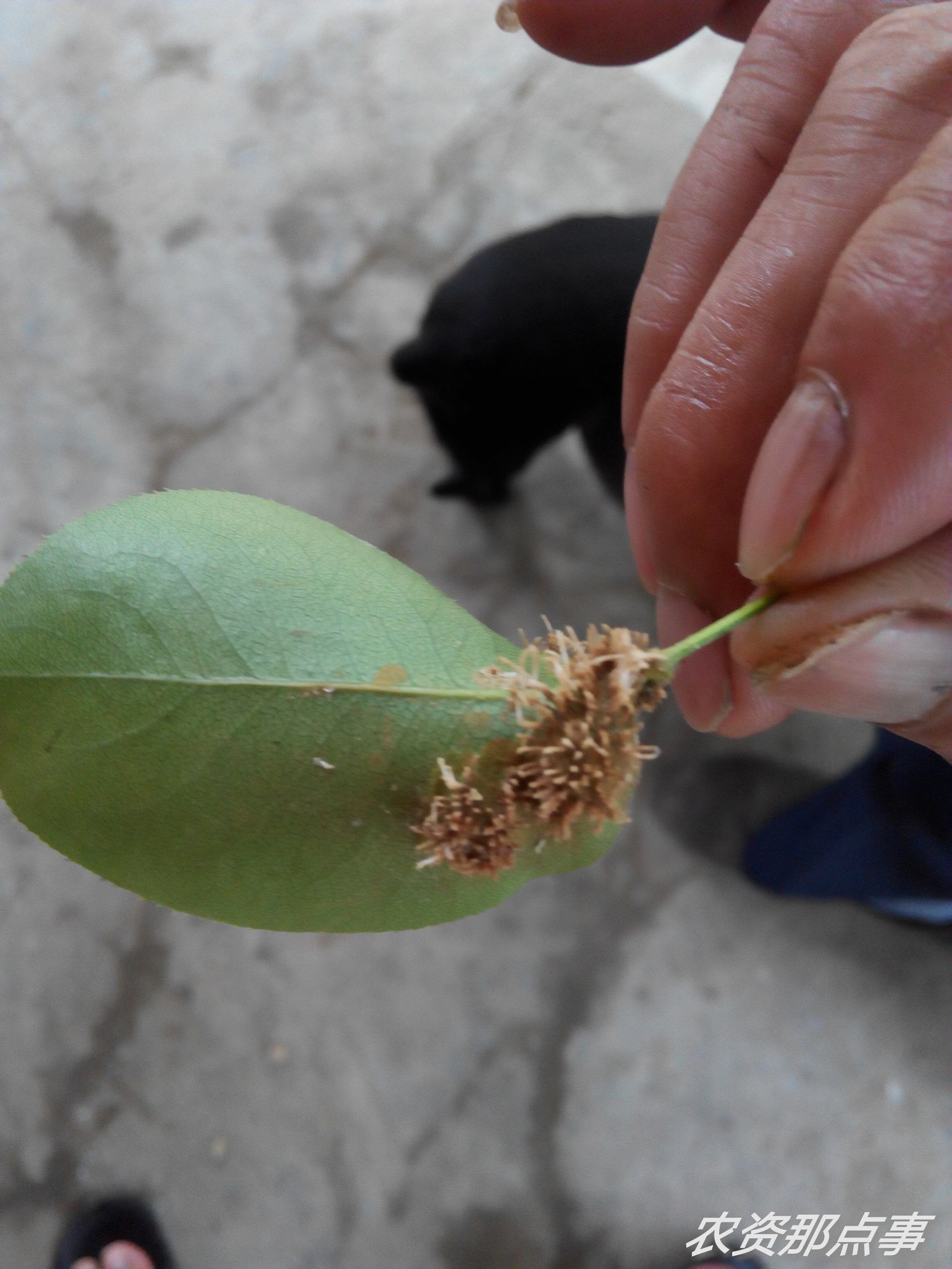 梨树锈病的主要症状及防治措施
