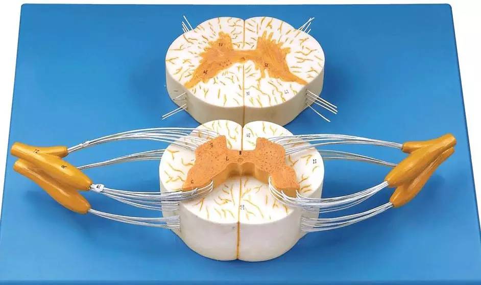 颈椎病分7种快来看看你是哪一类,颈椎病常见的这五种分型您了解吗