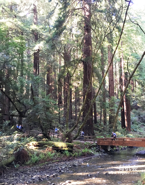 现实中的魔法森林,魔法森林教学课件