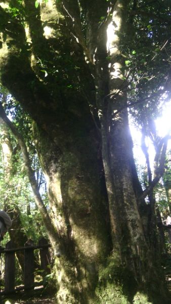 云南普洱茶古茶树年龄界定,普洱茶最老茶树排名榜