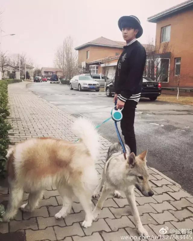 分享一下精美的狗粮,推荐一个平价又好的狗粮吧