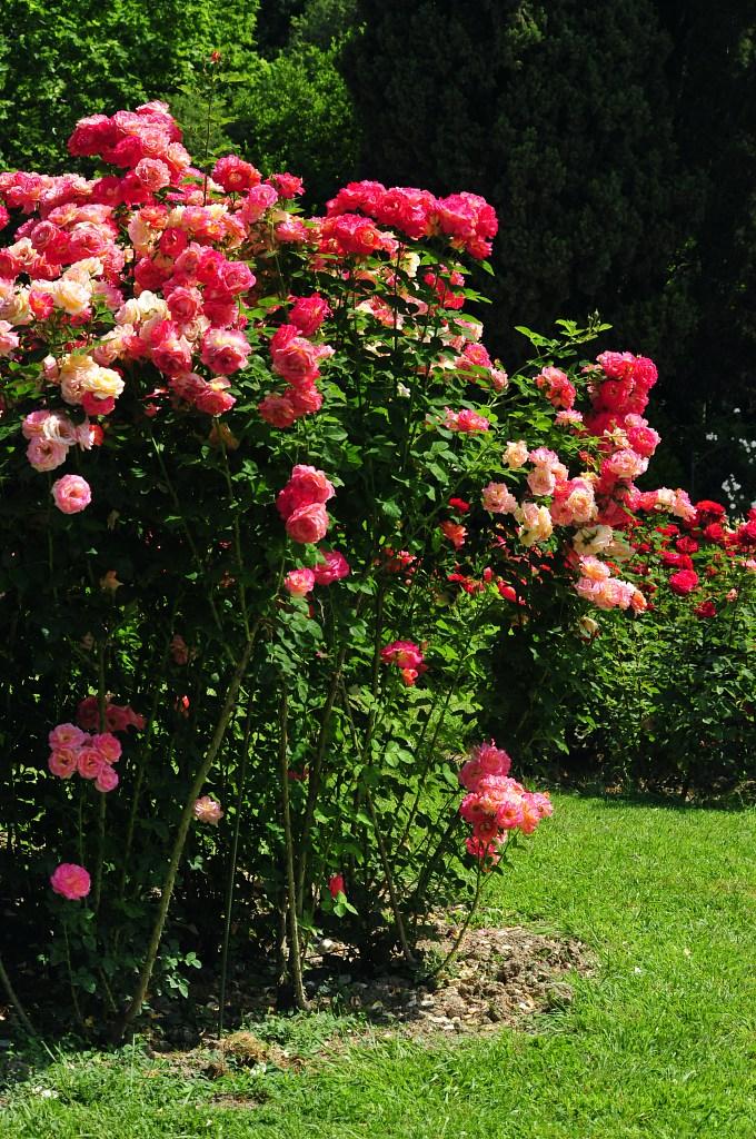 玫瑰精油1000多钱,一千克纯玫瑰精油价格