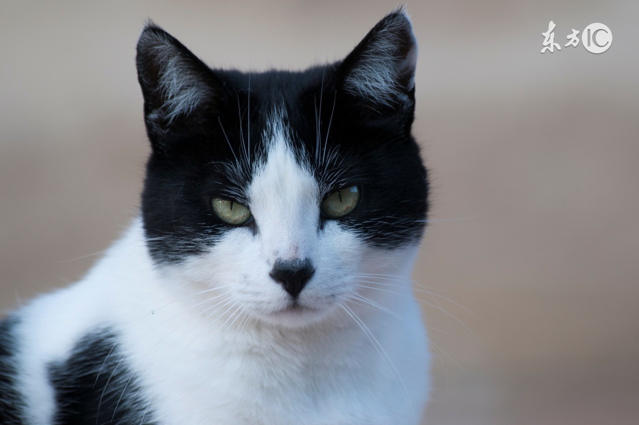 猫咪生病不吃东西了该怎么办,猫咪没有生病就是不吃东西怎么办