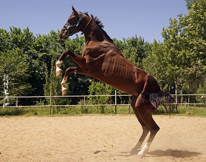 土库曼斯坦血统最纯的汗血宝马,土库曼斯坦最顶级汗血宝马