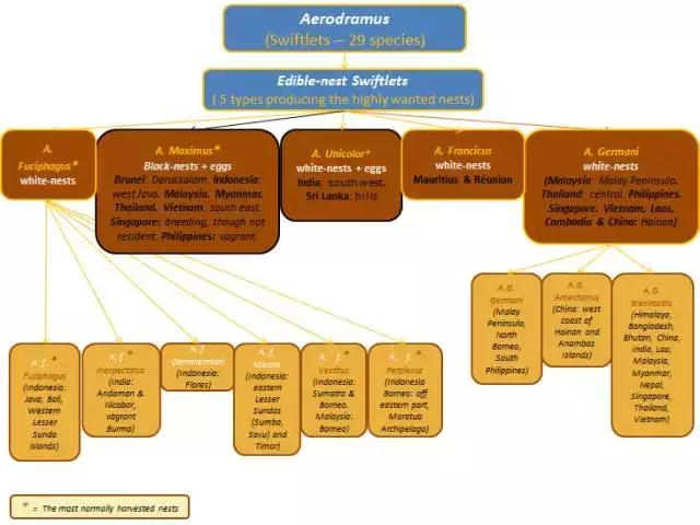 马来印尼燕窝源头直供,印尼燕窝和马来燕窝的区别ppt