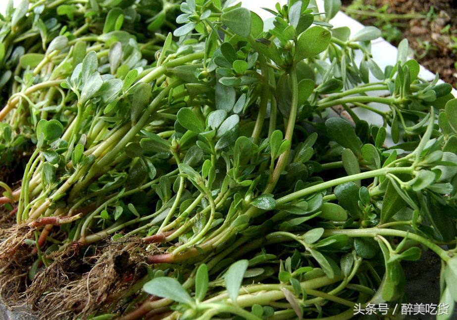 野菜马齿苋的功效与作用禁忌,吃野菜马齿苋有什么禁忌