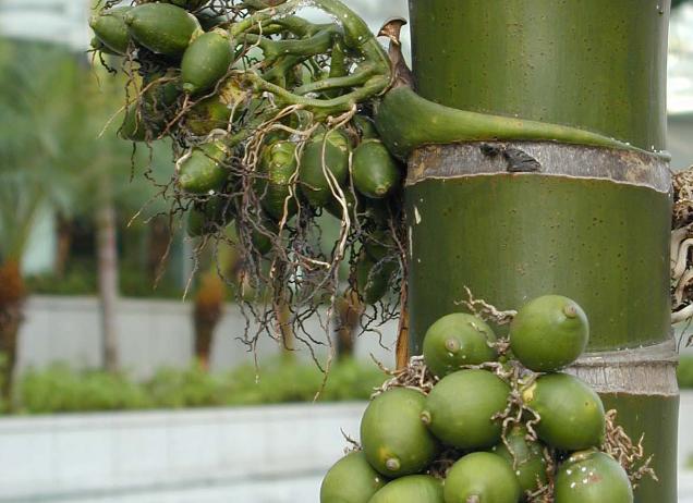 槟榔那么难吃为什么有很多人吃,槟榔那么难吃为什么还有人吃