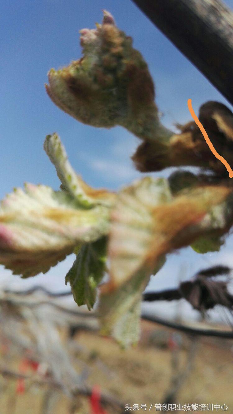 葡萄种植管理技术唐老师,如何管理葡萄才能高产的技术