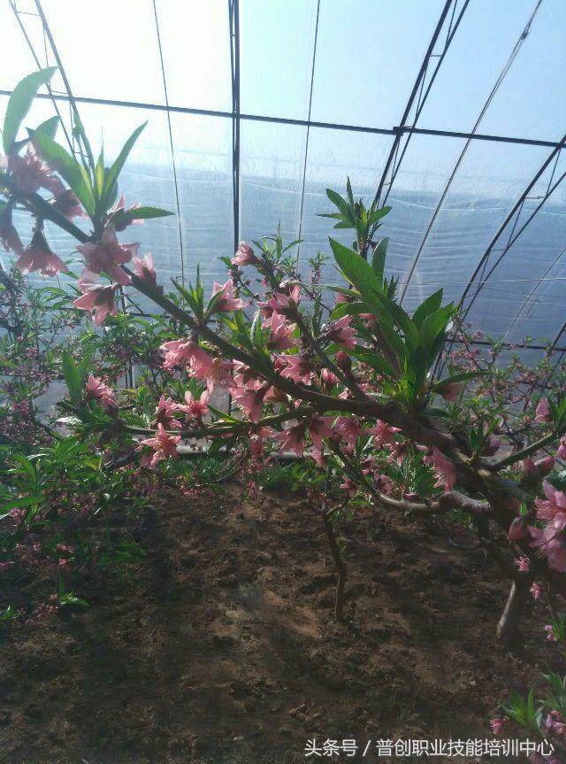 葡萄种植管理技术唐老师,如何管理葡萄才能高产的技术