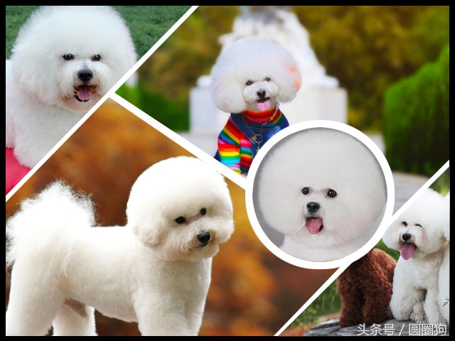 名犬比熊犬价格,世界名犬泰迪犬