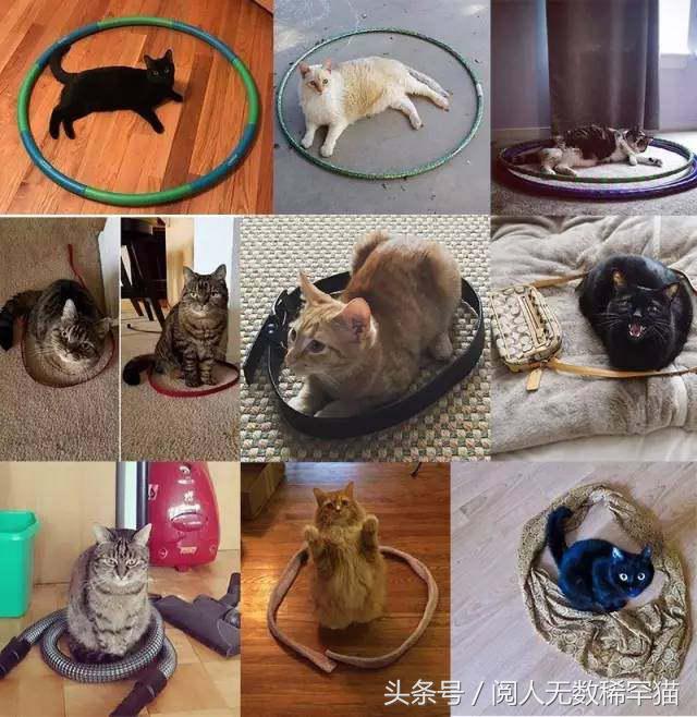 以静制动一招制敌,抓到一只猫如何让它平静下来