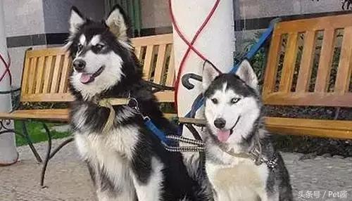 阿拉斯加头上三把火是窜的吗,阿拉斯加也有三把火是纯种吗