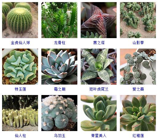 适合阳台养的多肉植物有哪些,100种常用多肉植物