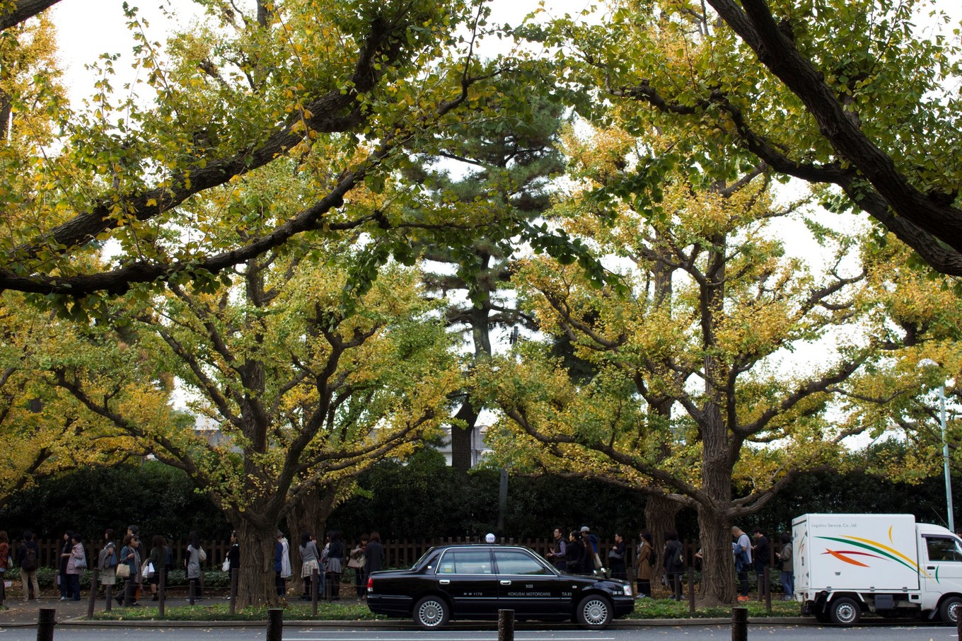 日本物语落樱下的邂逅,浪漫的日本物语