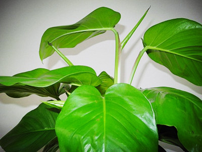 绿萝各种问题的原因及解决方法,绿萝变大叶