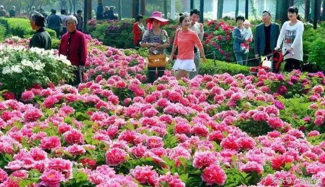 牡丹榨油,牡丹都能食用吗