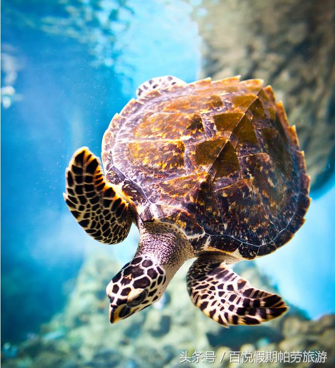 玳瑁：深蓝之下的独行者