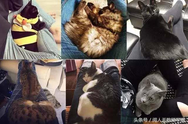 以静制动一招制敌,抓到一只猫如何让它平静下来