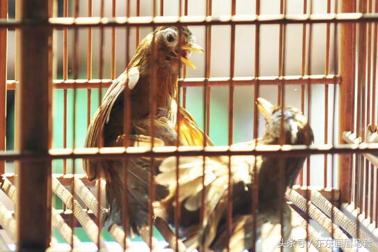 画眉鸟的叫声视频播放,画眉鸟的叫声藏有哪些知识