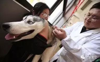 养宠小知识狗狗掉毛补什么营养,养宠知识狗狗腿瘸了不落地怎么办