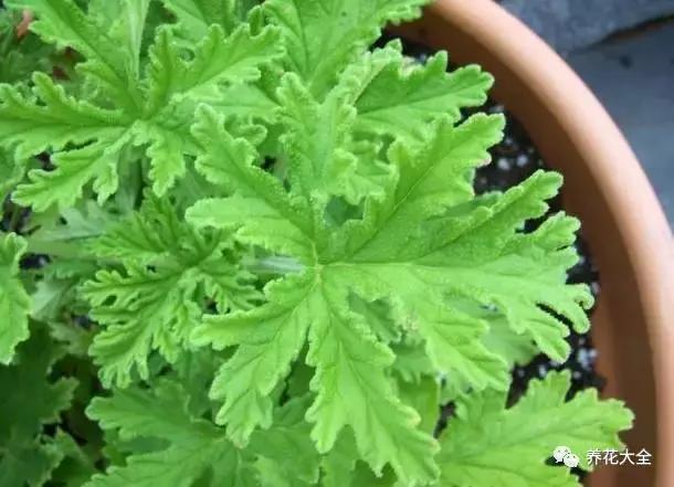 能驱虫的花,什么花养在家里可以净化空气