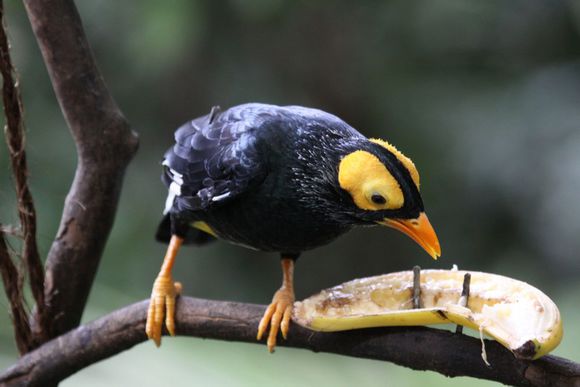 八哥鸟怎么养才能亲近人,养了一年的八哥鸟会怎样