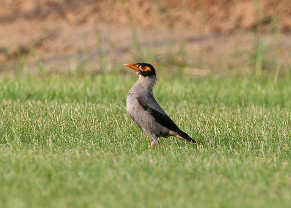八哥鸟怎么养才能亲近人,养了一年的八哥鸟会怎样