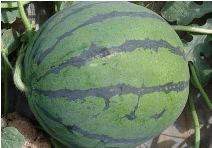 中国十大西瓜产地一览表,中国比较有名的西瓜